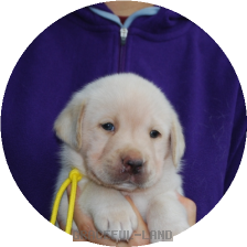 男の子(イエロー母マリー)